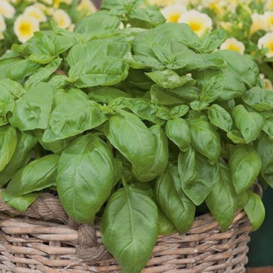 Fresh Basil 8oz